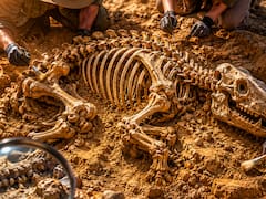 España hace historia con el hallazgo del fósil más importante del siglo: vivió hace 4 millones de años y lo encontraron intacto