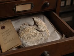 Llevaba 40 años olvidado en un cajón: hallan el primer hueso de dinosaurio de la Antártida y reescribe la historia del continente