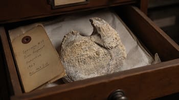 Llevaba 40 años olvidado en un cajón: hallan el primer hueso de dinosaurio de la Antártida y reescribe la historia del continente