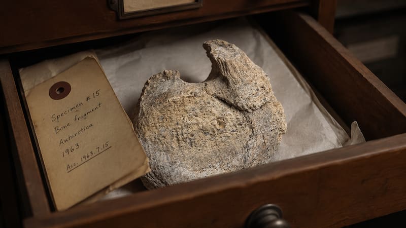 El fósil encontrado hace más de 40 años que cambia la historia de la Antártida.