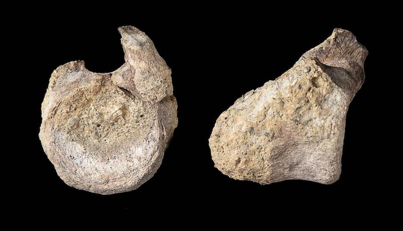 El fósil hallado que reescribe la historia de la Antártida.