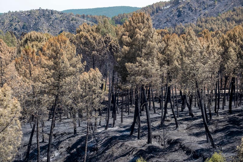 El incendio de Guadalajara continúa en nivel 2 y ha afectado a unas 12.000 hectáreas.