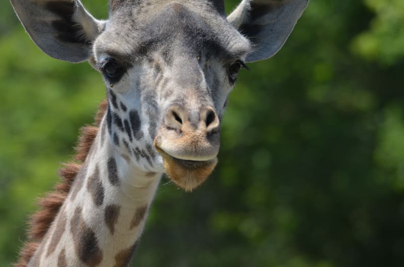 El futuro en riesgo: el cambio climático podría borrar hasta la mitad de las especies y transformar la vida humana