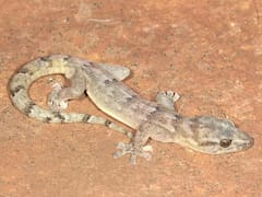 Pánico en la montaña: el lagarto fantasma africano que se creía extinto desde hace 30 años y reapareció en su hábitat natural