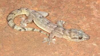 Pánico en la montaña: el lagarto fantasma africano que se creía extinto desde hace 30 años y reapareció en su hábitat natural