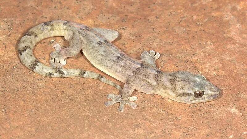 El geco fantasma de Sudáfrica. (Fuente: Endangered Wildlife Trust)