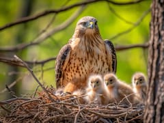 Registran el nacimiento de tres crías del ave más veloz del mundo en Barcelona: se trata de una “especie protegida”