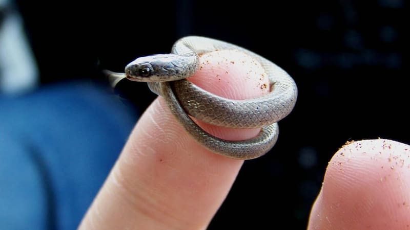 El hallazgo del siglo | Científicos confirman el regreso de una serpiente microscópica: se creía extinta hace más de 20 años. (Fuente: archivo).