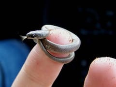 El hallazgo del siglo | Confirman el regreso de una serpiente microscópica: se creía extinta hace más de 20 años