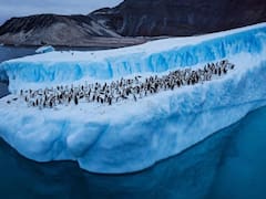 El hallazgo del siglo: descubrieron en la Antártida animales acuáticos jamás vistos