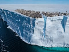 El hallazgo del siglo: descubrieron en la Antártida animales acuáticos jamás vistos