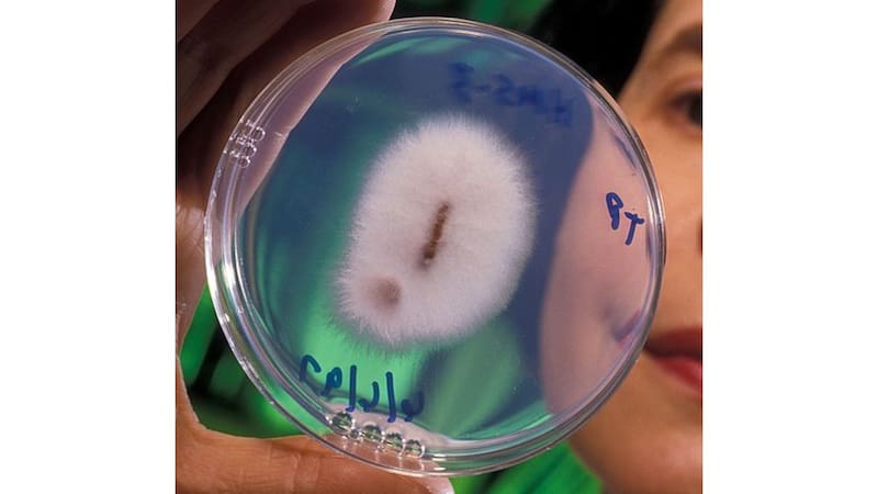 El hallazgo del siglo: encontraron una planta que puede producir oro y puede crecer en cualquier casa