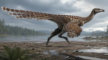 El hallazgo del siglo reescribe la evolución: descubren un dinosaurio con cuatro alas y una cola de 16 plumas gigantes