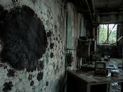 Descubren un hongo gigante abandonado en Chernobyl: se alimenta de radiación y utiliza energía nuclear para crecer