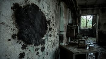 Descubren un hongo gigante abandonado en Chernobyl: se alimenta de radiación y utiliza energía nuclear para crecer