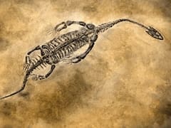 Hallazgo del siglo: descubren un insecto carnívoro con más de 100 millones de años atrapado en ámbar