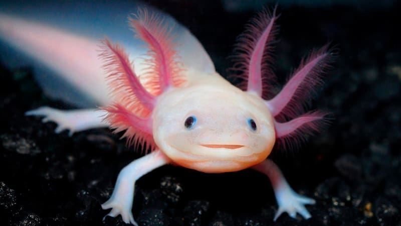 Un fósil olvidado durante décadas revela la especie de ajolote más antigua registrada en México. Fuente: Shutterstock