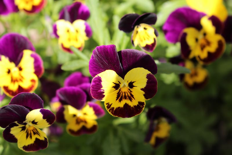El pensamiento es una de las plantas ideales para sembrar en invierno y explote en flores en primavera. (Foto: Shutterstock)