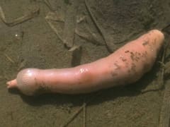 Invasión de gusanos extraños en la costa de la Patagonia que miden hasta 30 centímetros