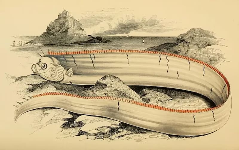 El pez remo, conocido popularmente como el "pez del fin del mundo". (Foto: Archivo)