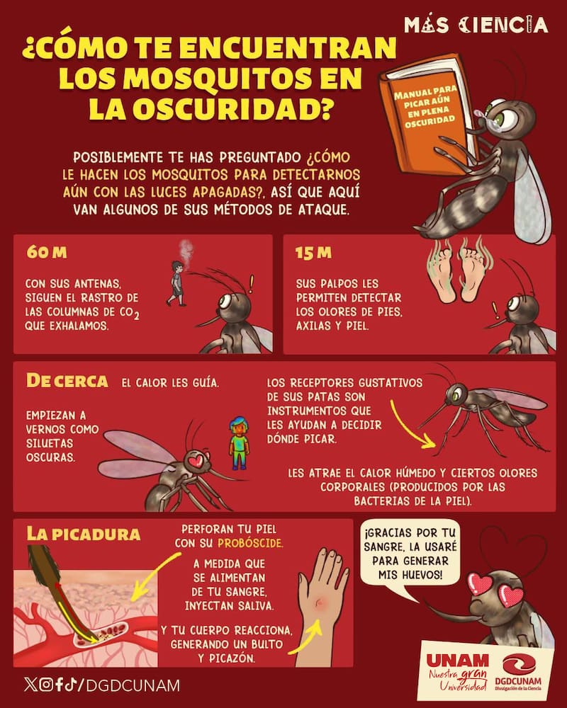 Así te encuentran los mosquitos en la oscuridad.
