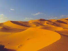 El Sáhara llegó a 70 °C | Murieron miles de millones de árboles y abejas pero una técnica detuvo la extinción de la vida en el desierto