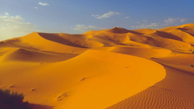 El Sáhara llegó a 70 °C | Murieron miles de millones de árboles y abejas pero una técnica detuvo la extinción de la vida en el desierto