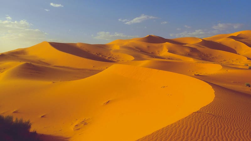 El Sáhara llegó a 70 °C, murieron miles de millones de árboles y abejas pero una técnica detuvo la extinción de la vida en el desierto. (Fuente: Shutterstock).
