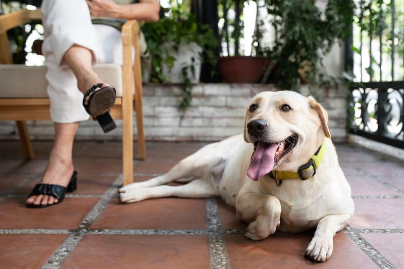 El simbolismo de los perros en la filosofía china.