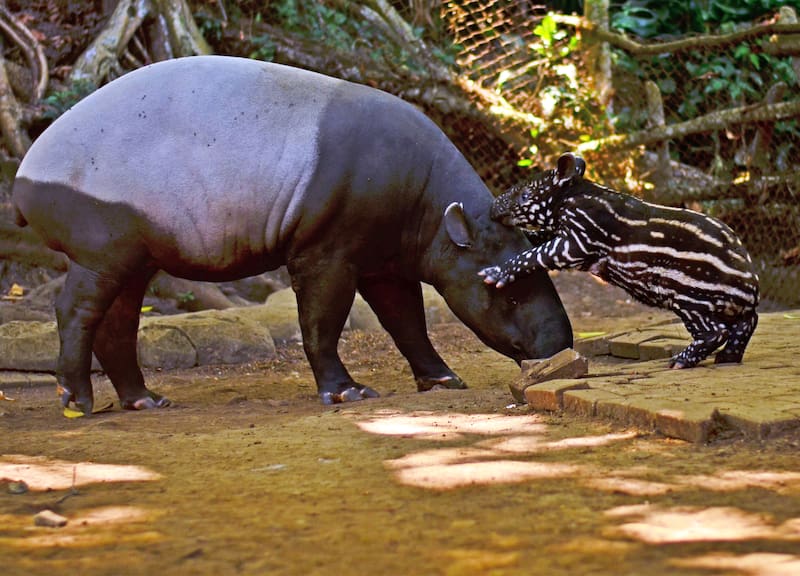 El tapir, uno de los animales en peligro de extinción.