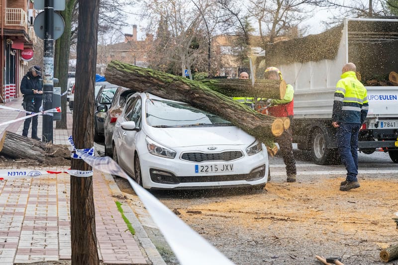 GRANADA, 28/01/2026.- Varios operarios retiran parte del árbol que ha caído sobre un vehículo este miércoles en Granada, donde el paso de la borrasca Kristin ha dejado fuertes rachas de viento. EFE/ Miguel Angel Molina