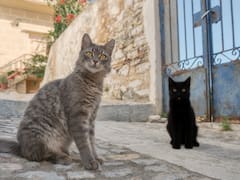 Esta es la isla en Grecia donde dan comida y vivienda gratis solo por cuidar gatos