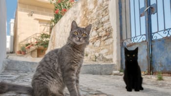 Esta es la isla en Grecia donde dan comida y vivienda gratis solo por cuidar gatos