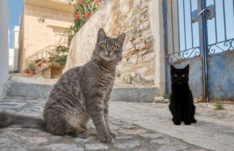 La oferta para ir a Syros a cuidar gatos.