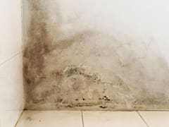 No es lavandina ni vinagre: el truco definitivo para eliminar las manchas de humedad y el moho adherido a la pared
