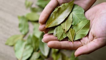 El truco del laurel en la casa: los rincones clave para activar la energía de la suerte y el dinero