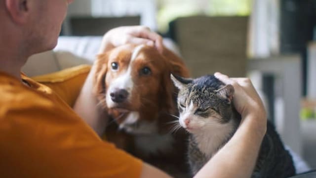 Lo dice la psicología | Las personas más unidas a sus mascotas comparten estas características, según los expertos