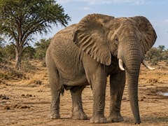 Siguieron a un elefante con GPS para resolver un misterio. Dos años después tenían un mapa que los humanos creían perdido