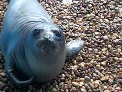 Rescataron en la Costa Argentina a una cría de elefante marino