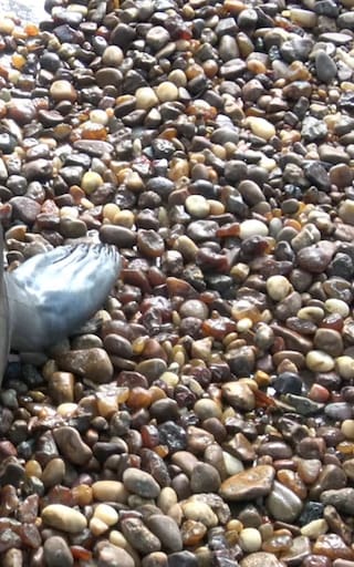 Rescataron en la Costa Argentina a una cría de elefante marino
