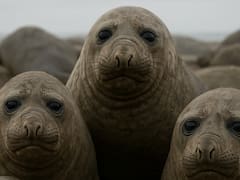 Terror en el reino animal: una epidemia mortal arrasa con la vida de los elefantes marinos y pone en peligro su supervivencia