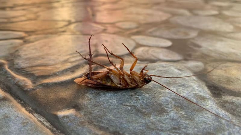 El electrodoméstico más usado de la cocina también es el escondite favorito de las cucarachas. Fuente: Shutterstock.