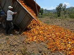 En 1997, Costa Rica arrojó 12.000 toneladas de cáscaras de naranja sobre un terreno degradado: 16 años después ocurrió algo inesperado