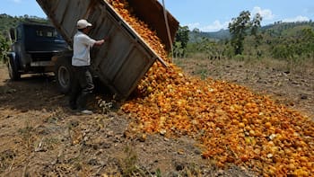 En 1997, Costa Rica arrojó 12.000 toneladas de cáscaras de naranja sobre un terreno degradado: 16 años después ocurrió algo inesperado