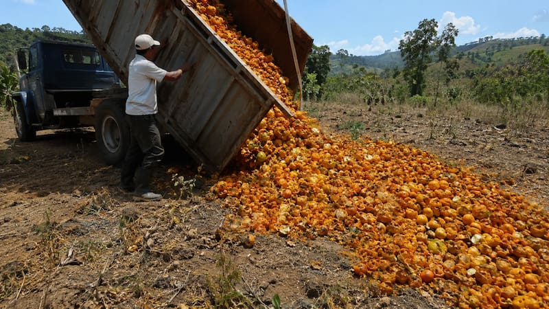 En 1997, Costa Rica arrojó 12.000 toneladas de cáscaras de naranja sobre un terreno degradado: 16 años después ocurrió algo inesperado (foto: ChatGPT)