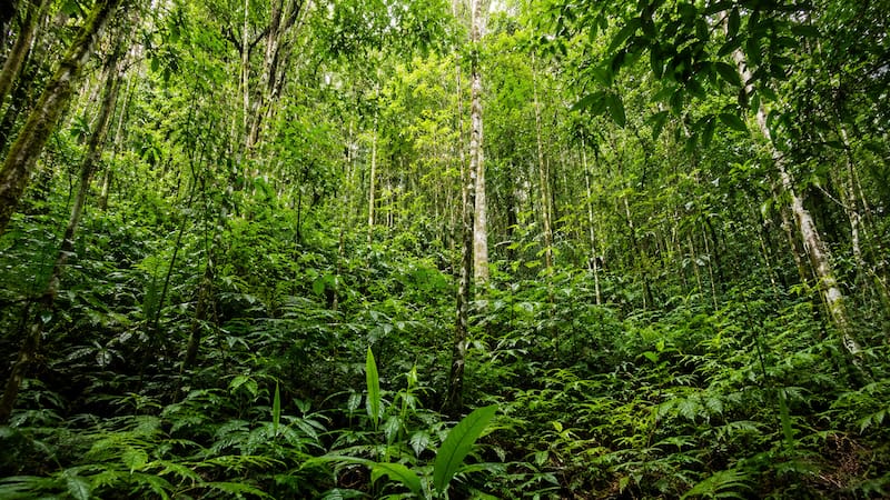Con el paso del tiempo, el material orgánico modificó las condiciones del terreno y favoreció el crecimiento de nuevas plantas (foto: ChatGPT).