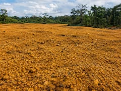 En 1997, una empresa cubrió un páramo con 12.000 toneladas de cáscaras de naranja. 16 años después, el paisaje se transformó por completo y los científicos no pueden creerlo