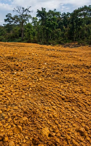 En 1997, una empresa cubrió un páramo con 12.000 toneladas de cáscaras de naranja. 16 años después, el paisaje se transformó por completo y los científicos no pueden creerlo