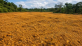 En 1997, una empresa cubrió un páramo con 12.000 toneladas de cáscaras de naranja. 16 años después, el paisaje se transformó por completo y los científicos no pueden creerlo