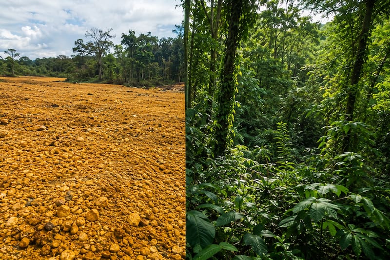 En 1997, una empresa cubrió un páramo con 12.000 toneladas de cáscaras de naranja. 16 años después, el paisaje se transformó por completo y los científicos no pueden creerlo